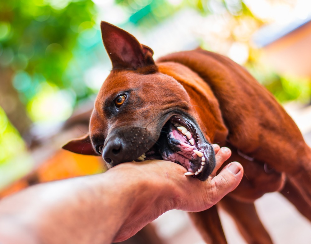 Birmingham Dog Bite Lawyers Cory Watson Attorneys